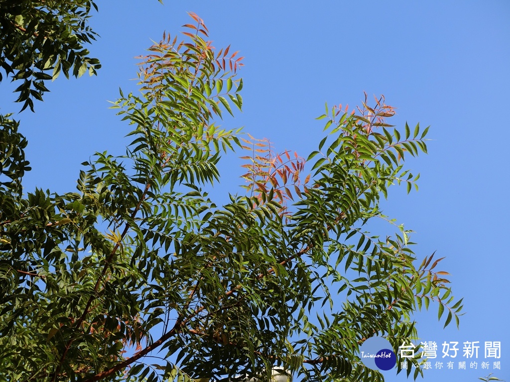 黃連木樹於台灣原生植物，葉色變化豐富。(圖／記者王丰和攝)