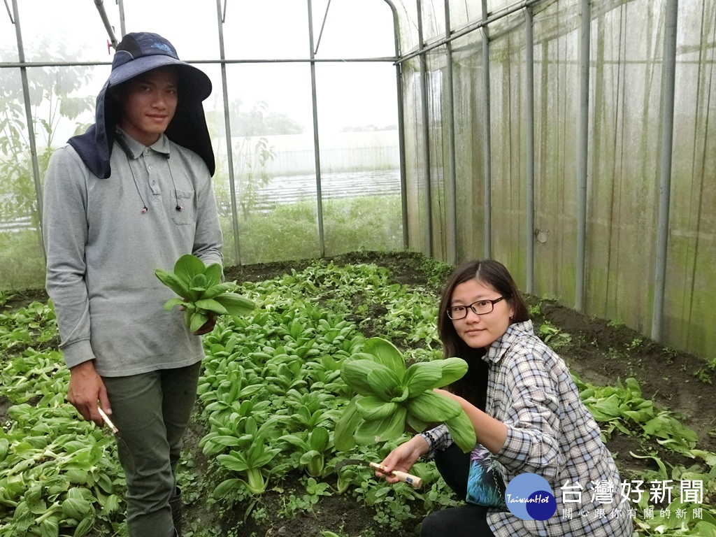 農夫體驗到有機農場採有機蔬菜。(圖／記者王丰和攝)
