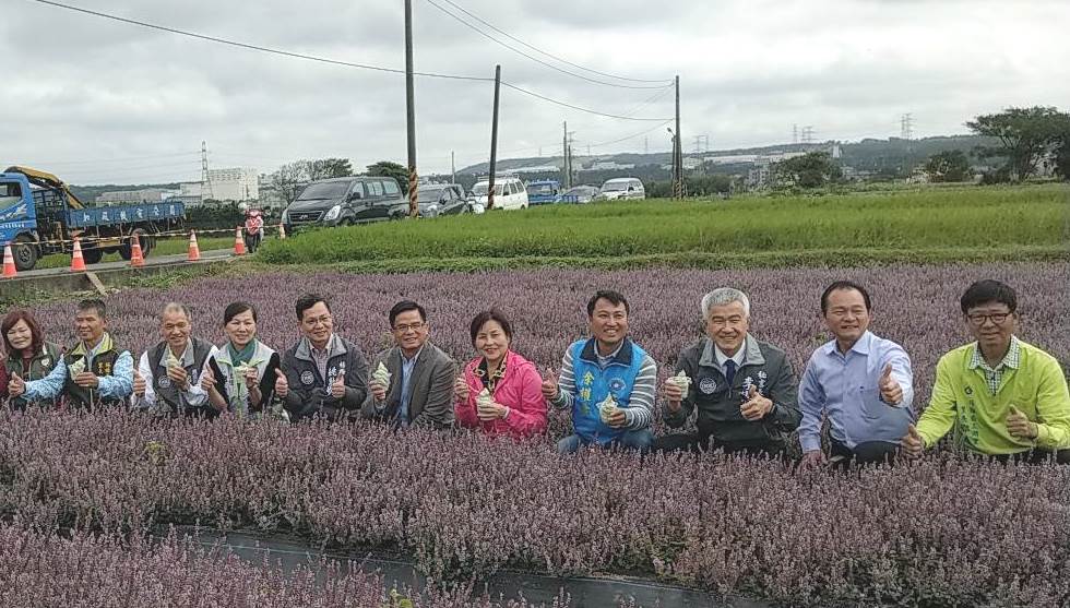 姚敦明區長表示，楊梅特有品種「桃園2號仙草」，目前仙草花盛開一片，紫色花海宛若法國夏季普羅旺斯薰衣草。