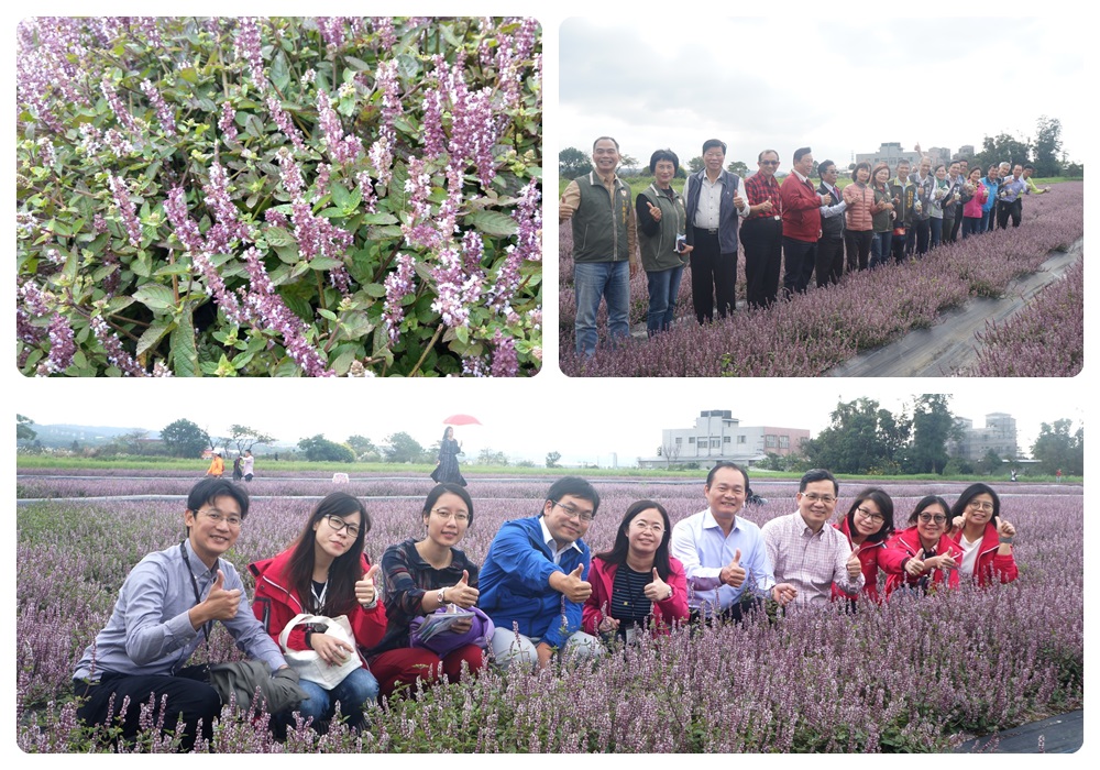 周宗維總幹事表示，楊梅「有仙則茗」仙草系列產品為純天然青草茶（仙草），屬（桃園2號）新品種。