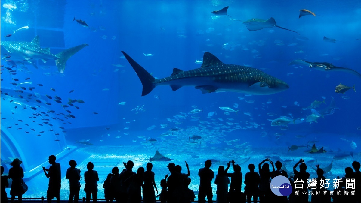 美麗海水族館是海洋博公園內眾多的熱門景點之一，可以看到眾多海洋生物悠游於眼前，非常壯觀。（圖／喜鴻假期提供）