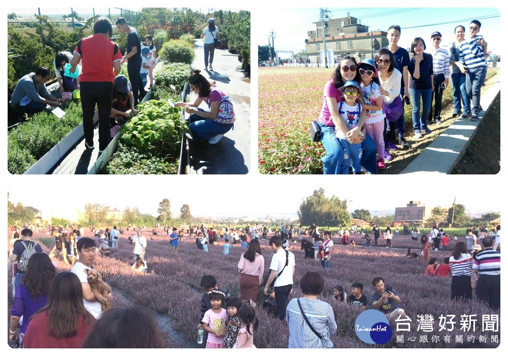 楊梅區公所特別與老牛園藝及農會共同舉辦【仙草香氛 漫遊花彩】巧漾微旅行。