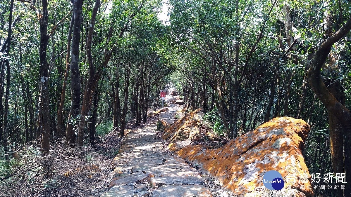 陽光照射下的金黃色苔蘚。(圖/台北市大地工程處提供)