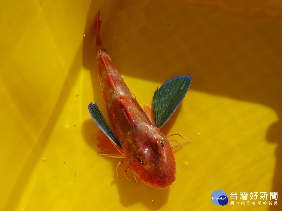 鹿港外海竟發現「水中蝴蝶」　樣似蝴蝶卻能海中游