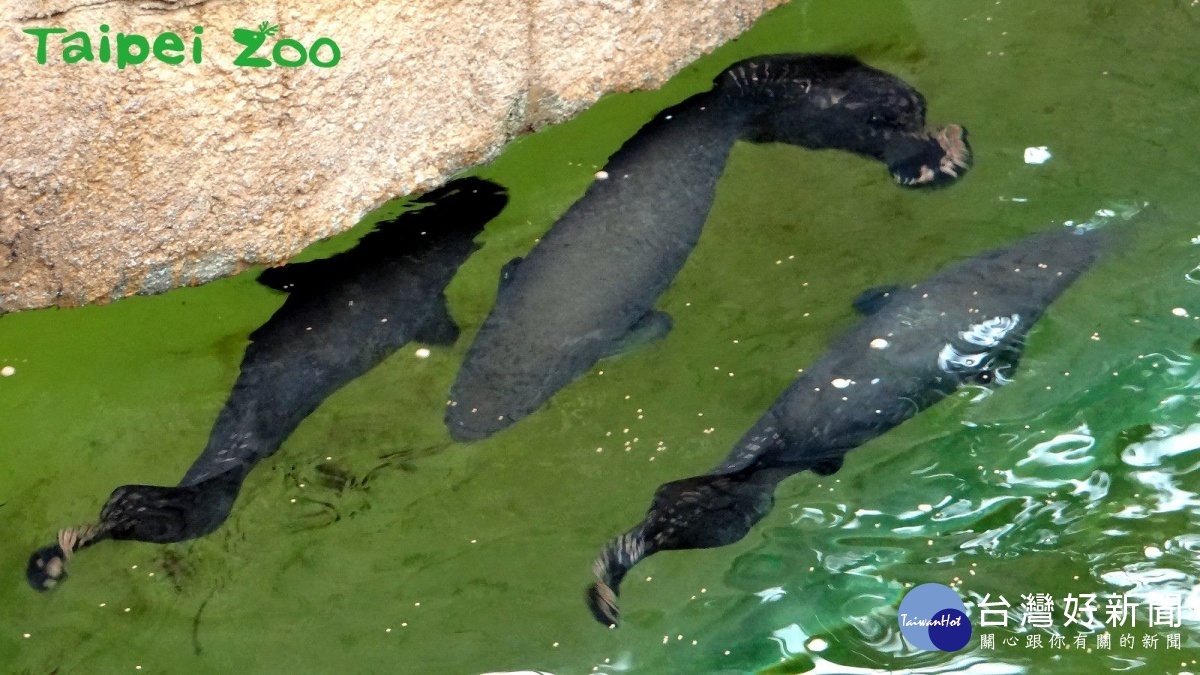 象魚生活在亞瑪遜河水流緩慢、溶養量低的地方，牠們的魚鰾有和肺相同的功能，牠們常緩緩游在水面。