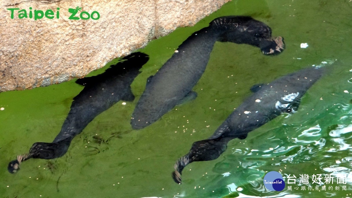 象魚生活在亞瑪遜河水流緩慢、溶養量低的地方,牠們的魚鰾有和肺相同的功能,牠們常緩緩游在水面。