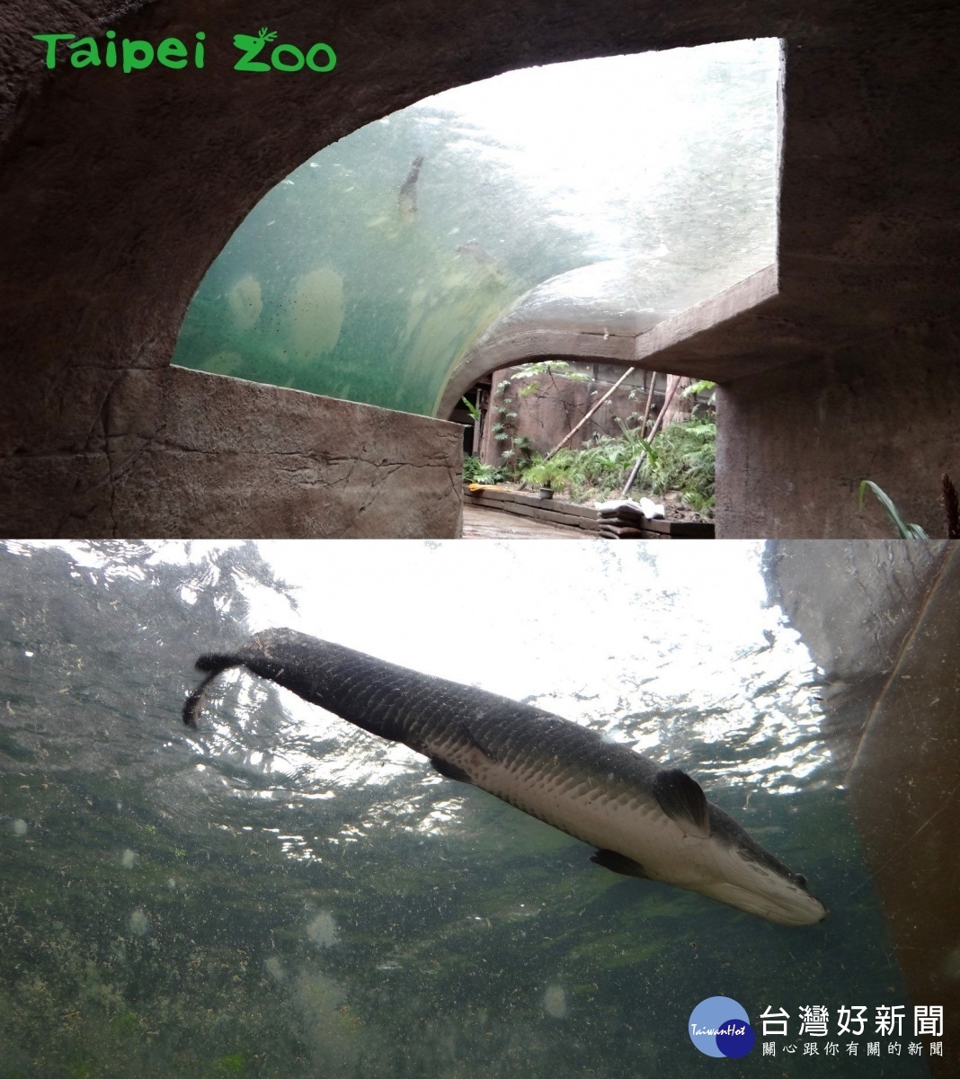 熱帶雨林區穿山甲館,進館映入眼簾的是仿河流生態的水域造景,水面有象魚悠游。