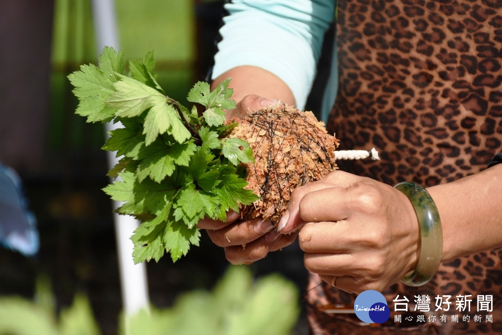 富里鄉生態球DIY體驗，教大家如何製作生態球簡單又有趣。（圖／記者王丰和攝）