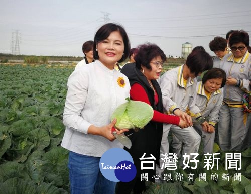 縣長當選人張麗善感謝各界對雲林農民的幫助,更陪同企業員工一同下田採收,順道為農民朋友推銷在地甜美碩大的高麗菜。(記者陳昭宗拍攝)