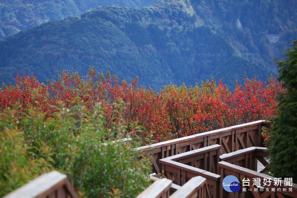 阿里山楓紅美景(圖/阿里山林業鐵路及文化資產管理處)