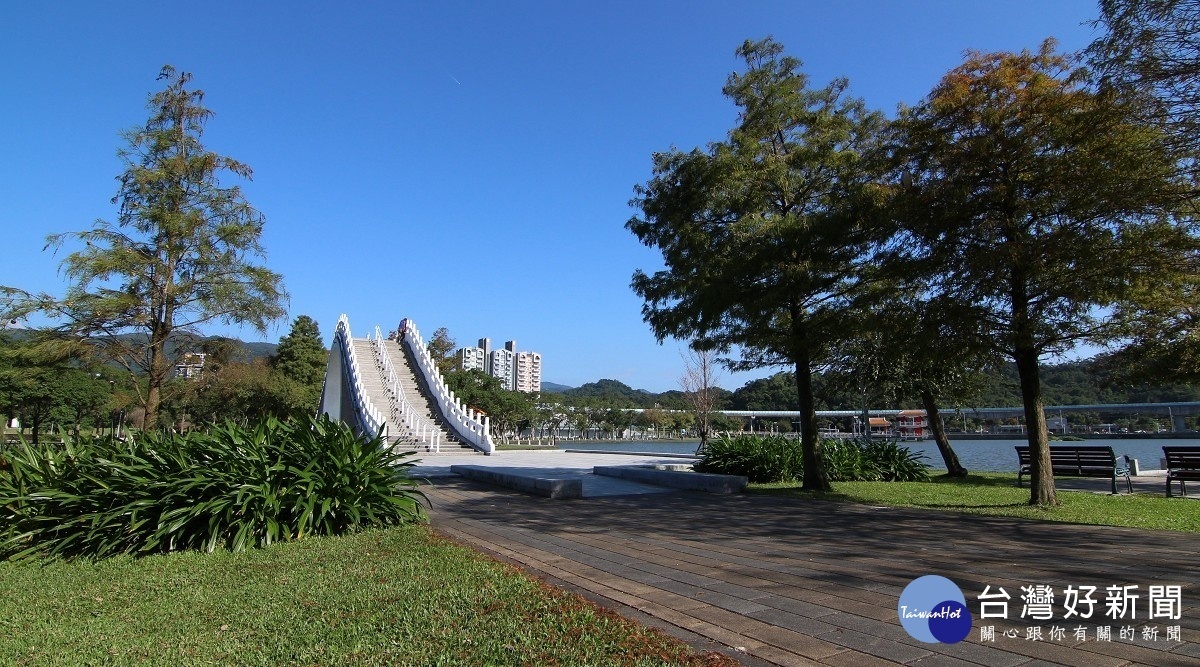 大湖公園錦帶橋的西側是池杉，東側是落羽杉（圖／台北市公園處提供）