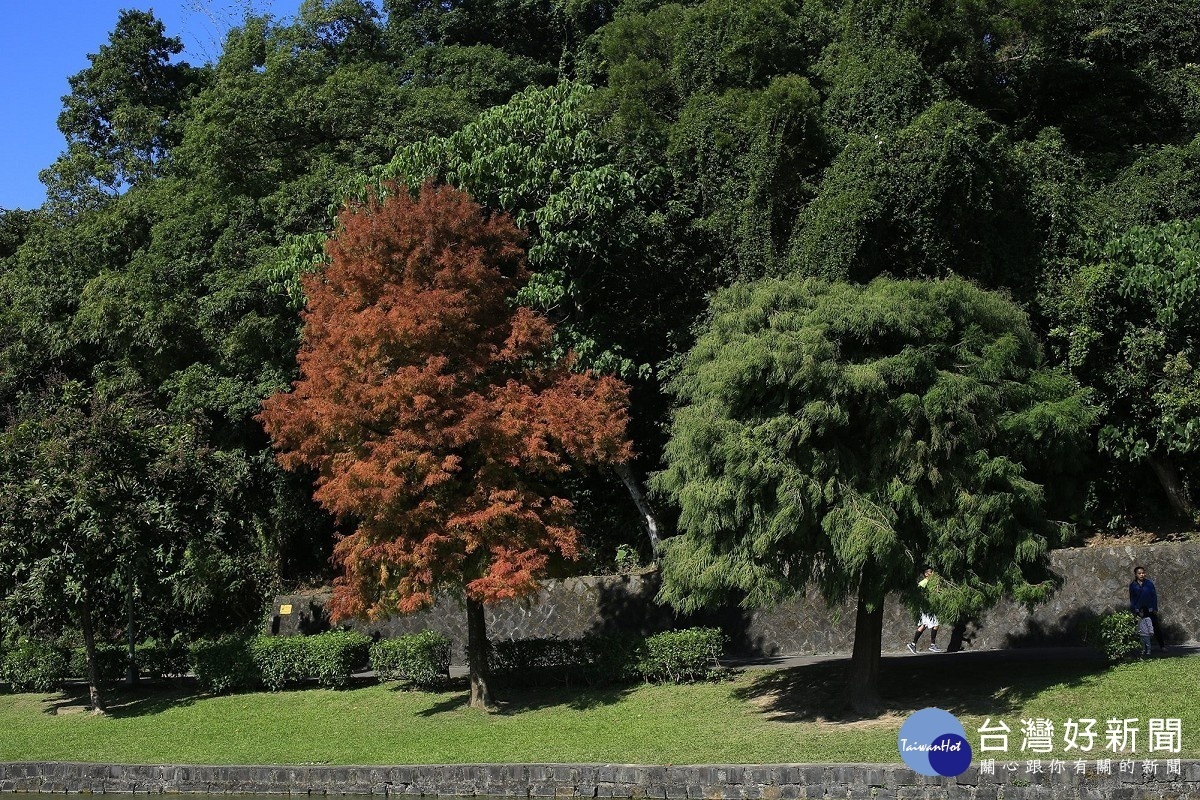 碧湖公園九曲橋頭的落羽杉(左)與墨西哥落羽杉(右)（圖／台北市公園處提供）