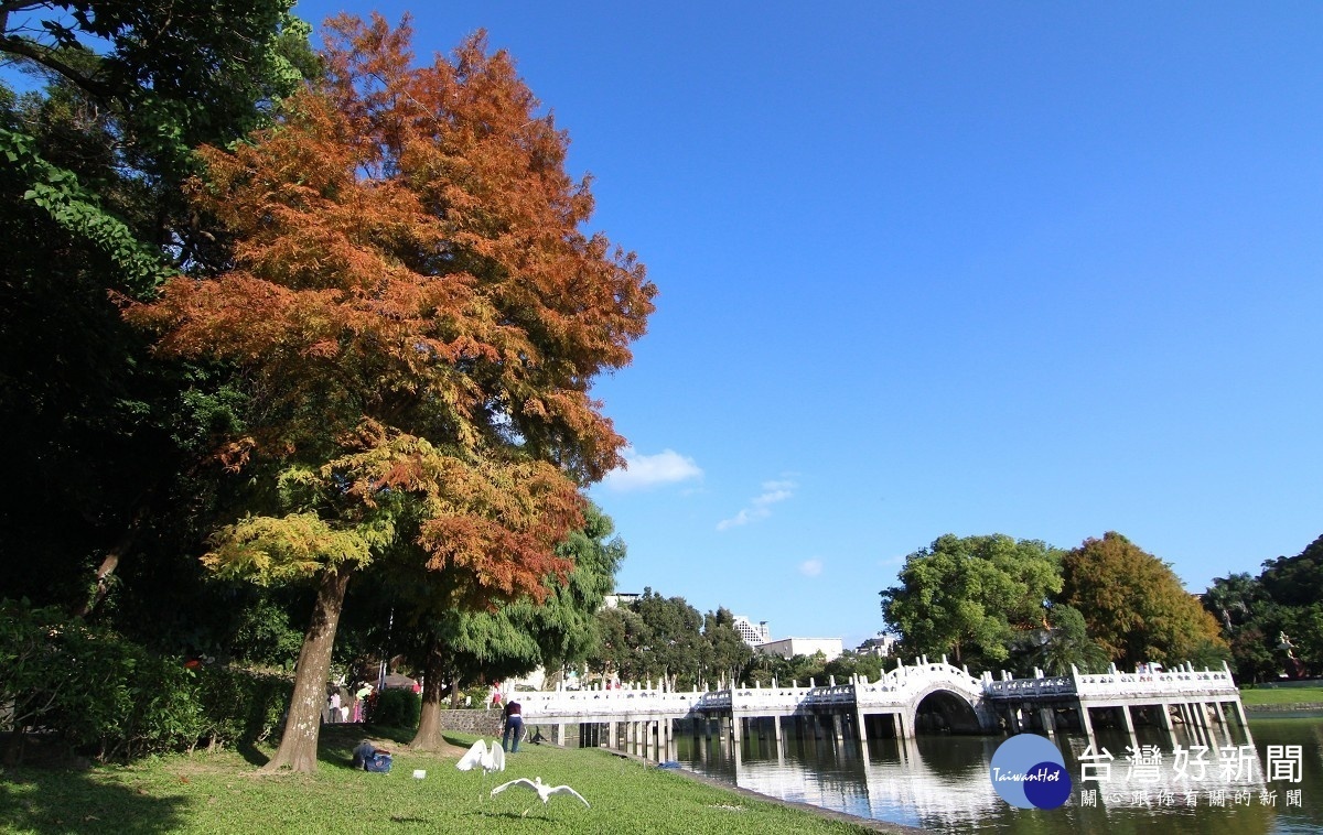 碧湖公園九曲橋頭的落羽杉（圖／台北市公園處提供）