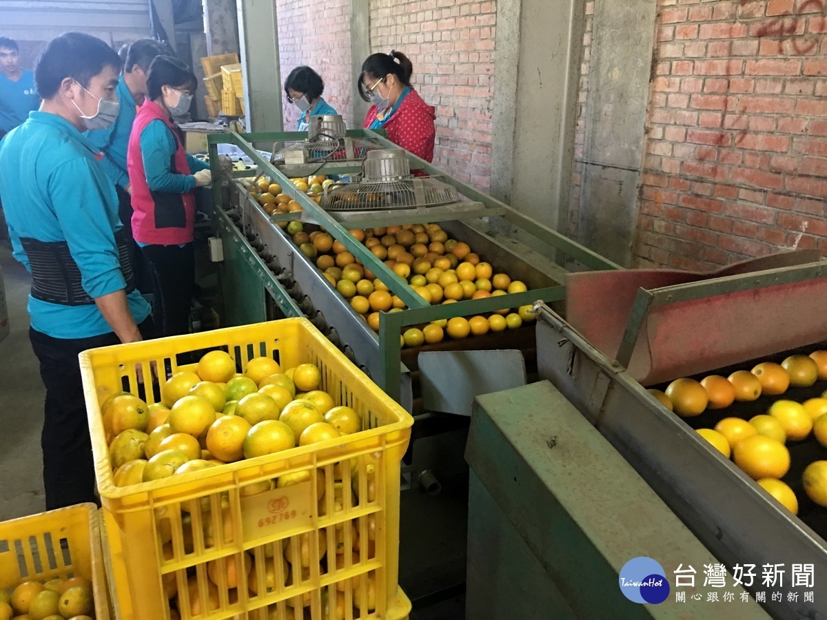中寮農會人員忙著篩洗包裝。(記者扶小萍攝)