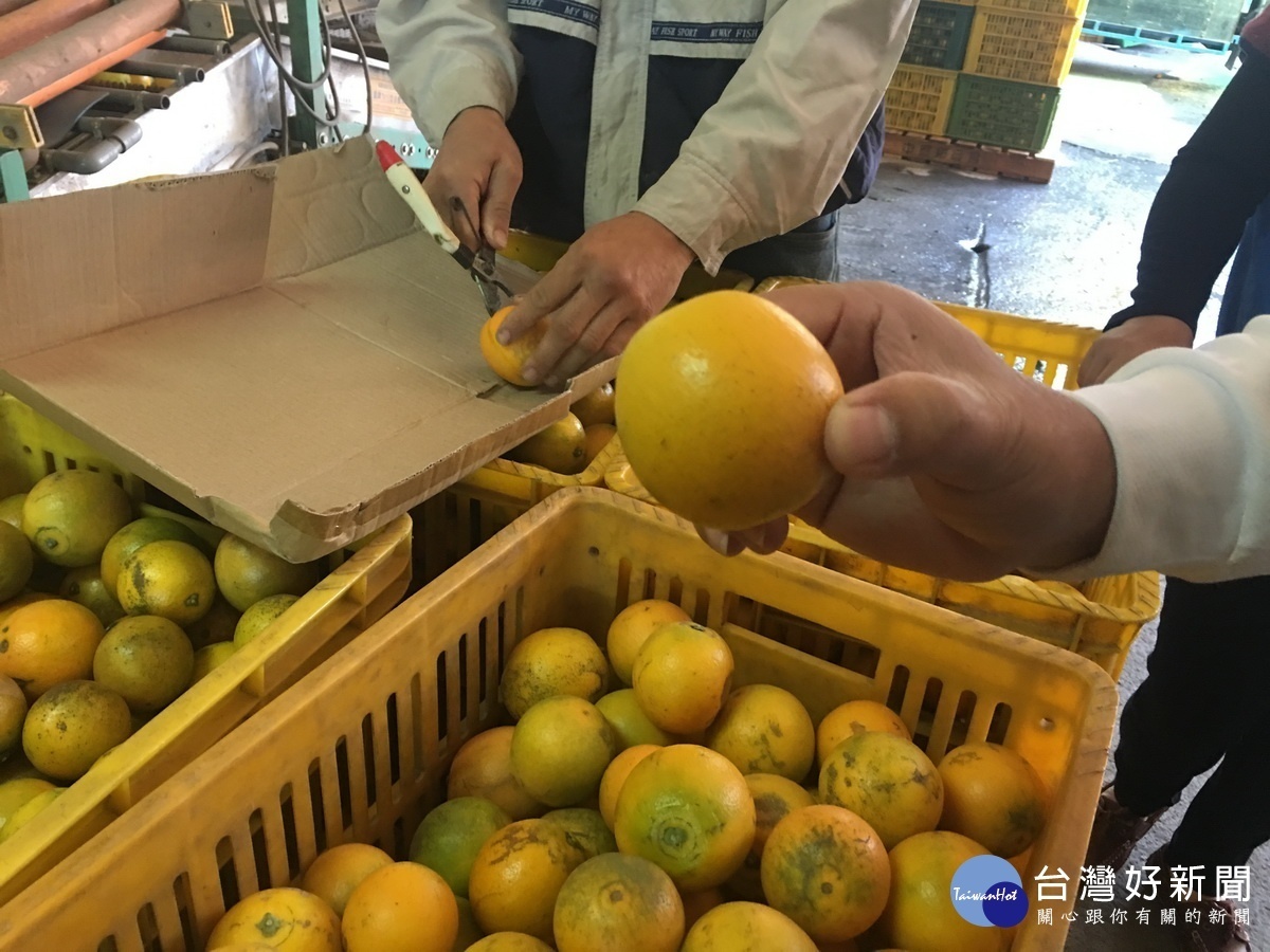 略帶橢圓皮簿汁多最是美味。(記者扶小萍攝)