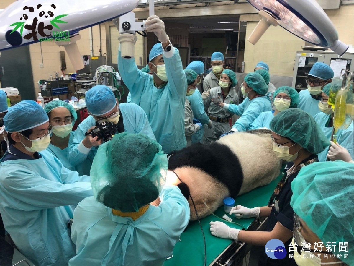臺北市立動物園聯繫醫療顧問團隊，共同為「團團」進行緊急的牙齒檢查及處理。