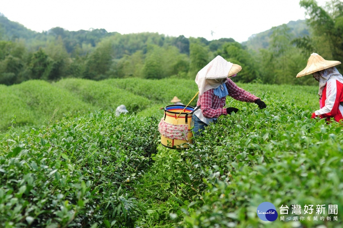 花蓮縣舞鶴體驗採茶趣，感受茶園生態之美。(圖/吉林茶園)