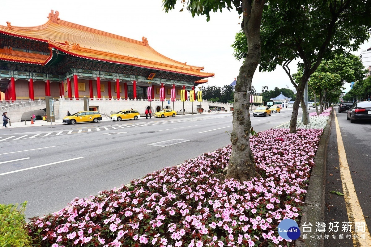 愛國東路婚紗街,粉紅色的新幾內亞鳳仙帶給你甜美浪漫的氣息(圖/台北市公園處提供)