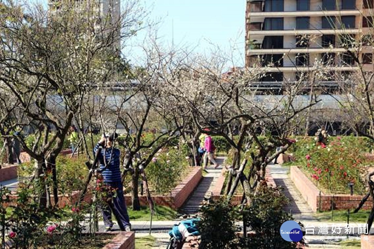 玫瑰花與梅花相襯映，象徵英雄配美人（圖／台北市政府公園處提供）