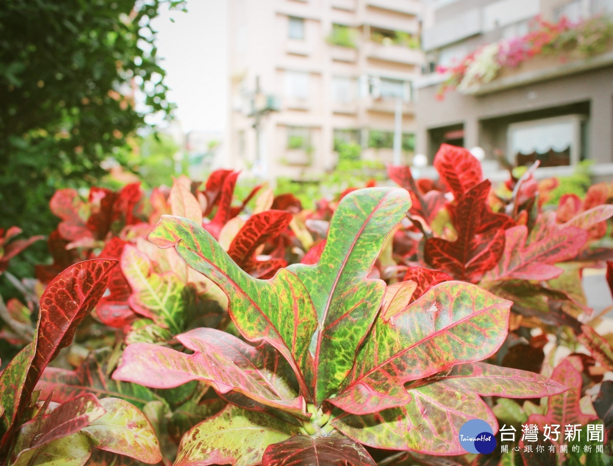 變葉木葉色富於變化，有黃、紅、紫紅、橙紅、綠、褐黃等