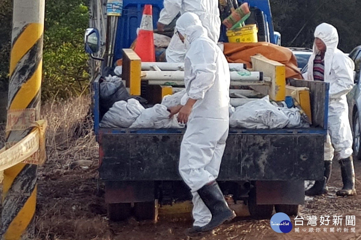 檢疫人員穿戴防疫服裝,小心翼翼將病死豬採樣及消毒後,裝入塑膠袋內載走。