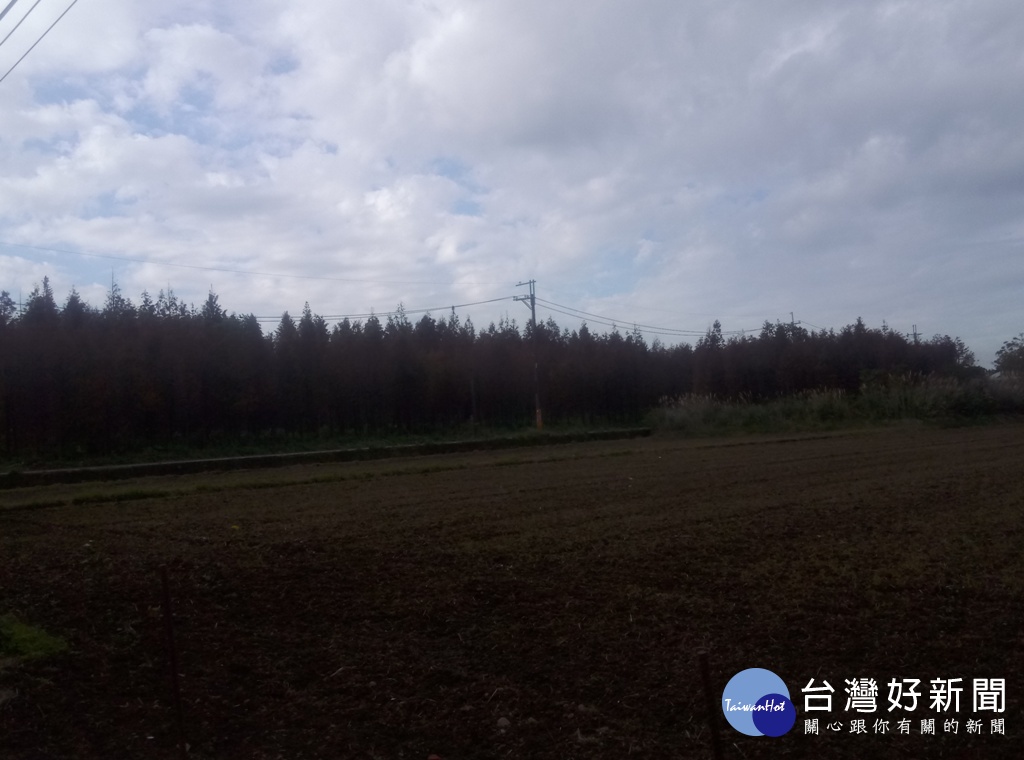 大溪和八德交界的落羽松大道,雖在大排發現斃死豬,但仍吸引民眾前往欣賞。
