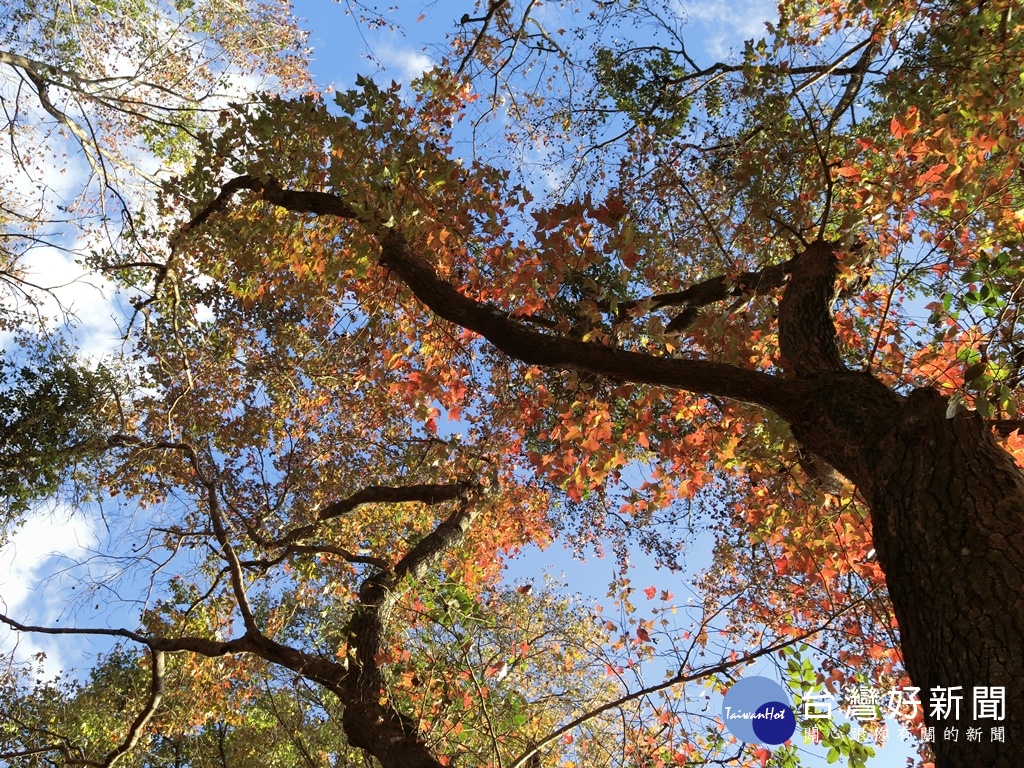 東勢林場還有大片的楓香林，腳下的楓葉跟向上天際的楓紅是個難得的賞楓樂趣。（圖／記者王丰和攝）
