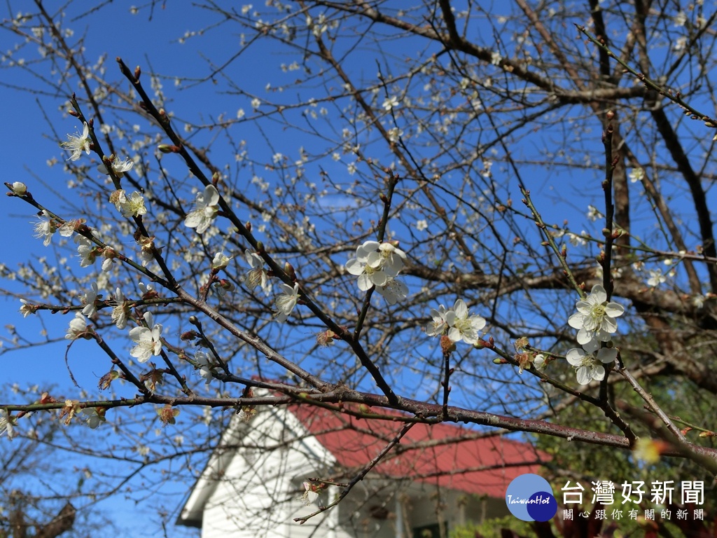 東勢林場內的梅花陸續綻放,點綴山林顏色。(圖/記者王丰和攝)