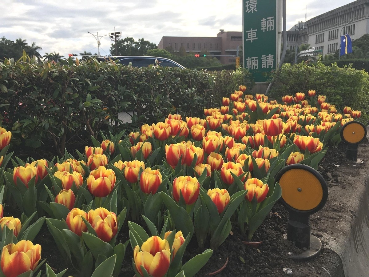 耀眼鬱金香花團錦簇美不盛收（圖／台北市公園處提供）