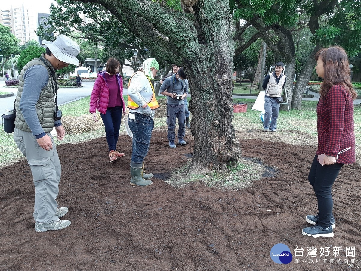 輕輕踩實新覆的營養土,增加根系與土壤的接觸面積