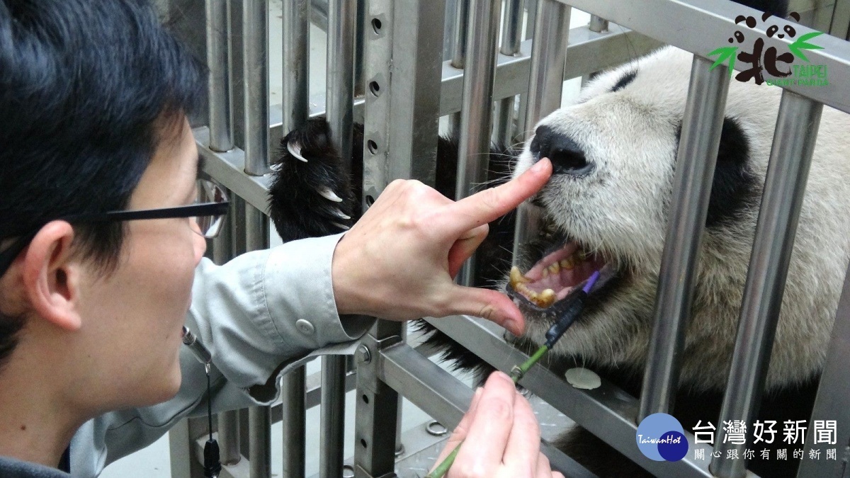 保育員及醫療團隊特別關注大貓熊「圓圓」的牙齒及牙齦狀況(圖/台北市立動物園提供)