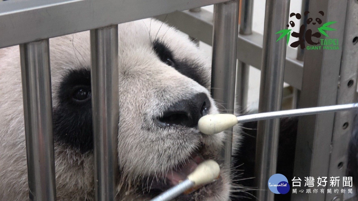 持續日常的口腔清潔、保健非常重要，因此保育員也特別設計了大貓熊刷牙的訓練計畫，讓「圓圓」可以配合張嘴（圖／台北市立動物園提供）