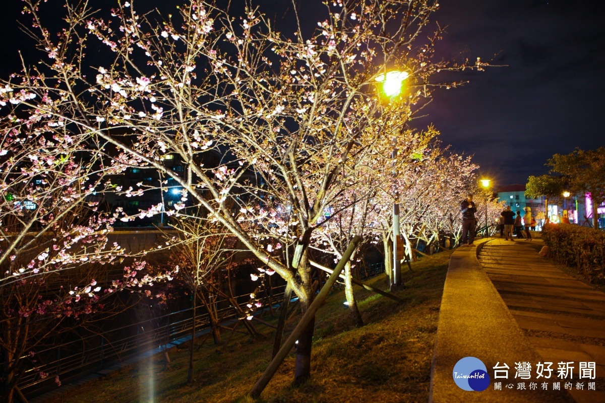 樂活公園夜櫻