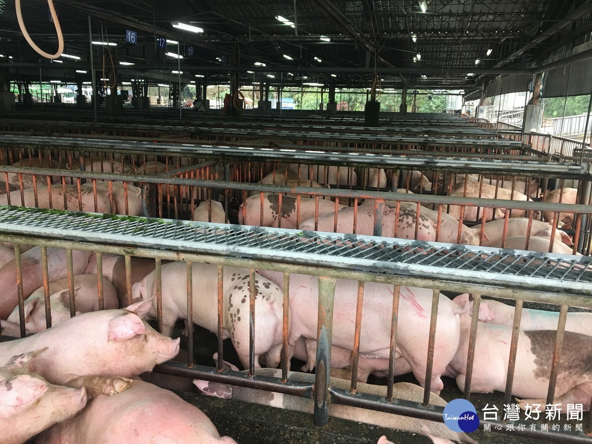 農產公司每日豬隻貨源無虞且有獸醫駐場檢查。（記者扶小萍攝）