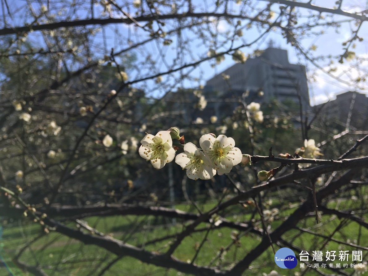 梅花的清香,伴隨著花蜜清淡芳香而隨風飄蕩(圖/台北市公園處提供)