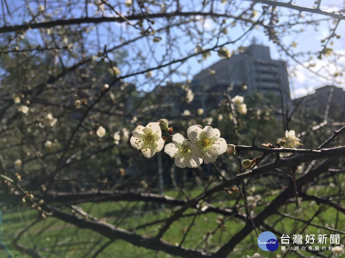 梅花的清香，伴隨著花蜜清淡芳香而隨風飄蕩（圖／台北市公園處提供）