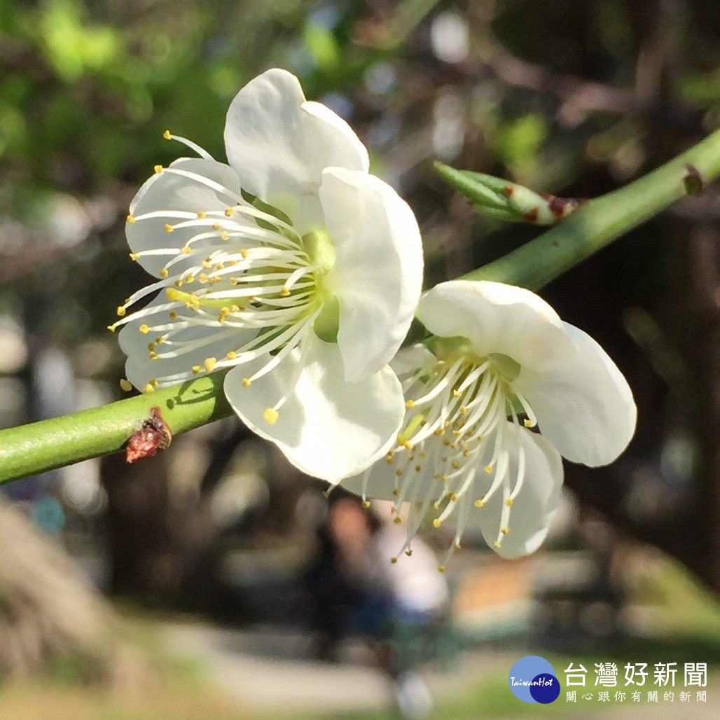 現正是梅花嬌豔欲滴的季節(圖/台北市公園處提供)