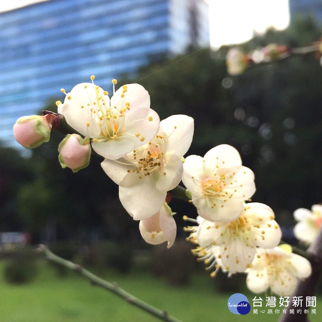 梅花經常三蕾齊開，並有五枚花瓣，擁有越冷花越開的特性（圖／台北市公園處提供）