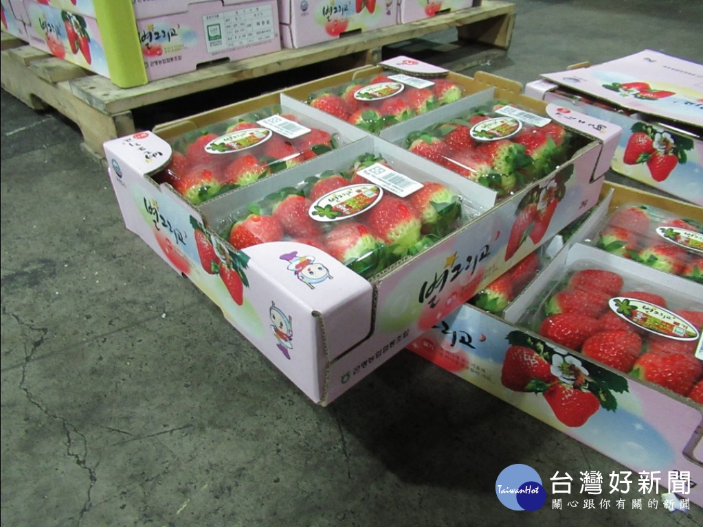 美式量販店好市多,其進口韓國的一批草莓圖,因農藥氟尼胺殘留超標,被食藥署退運或銷毀,未流入至市面上。(圖/衛福部食藥署)