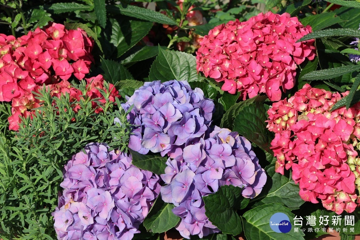 園區今年更加碼在旁栽植多種花卉，洋繡球（圖／台北市公園處提供）