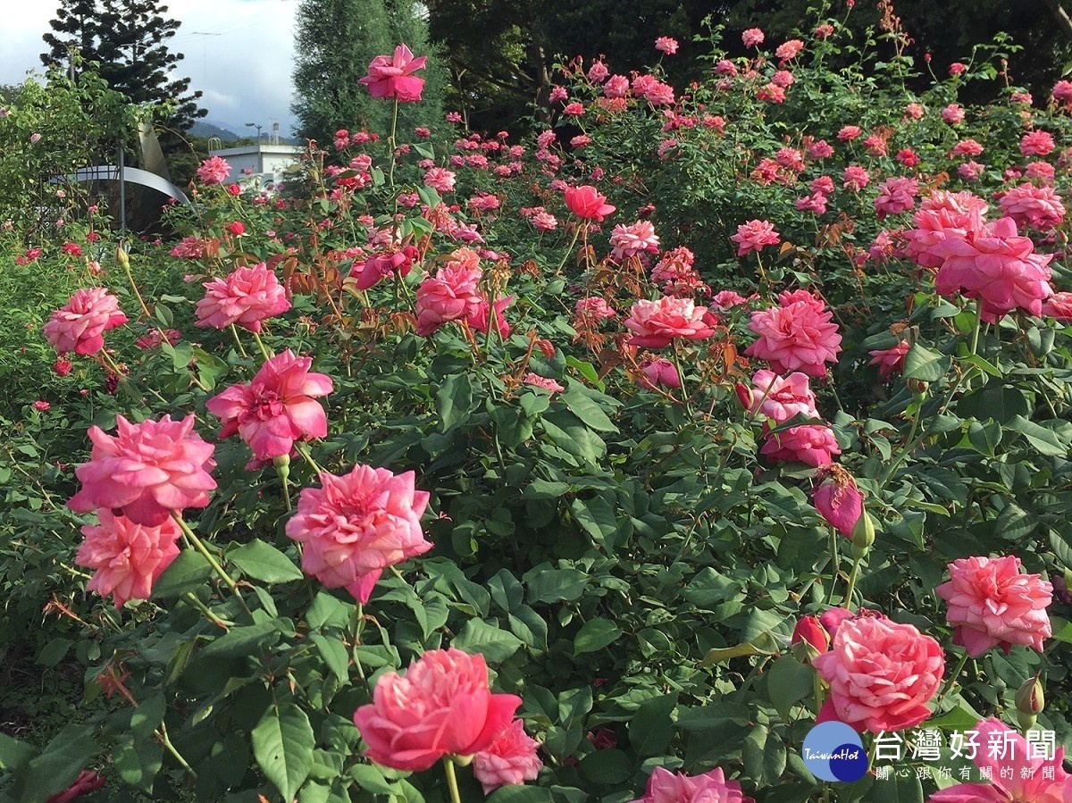 代表海的是古典玫瑰園的美麗花海（圖／台北市公園處提供）