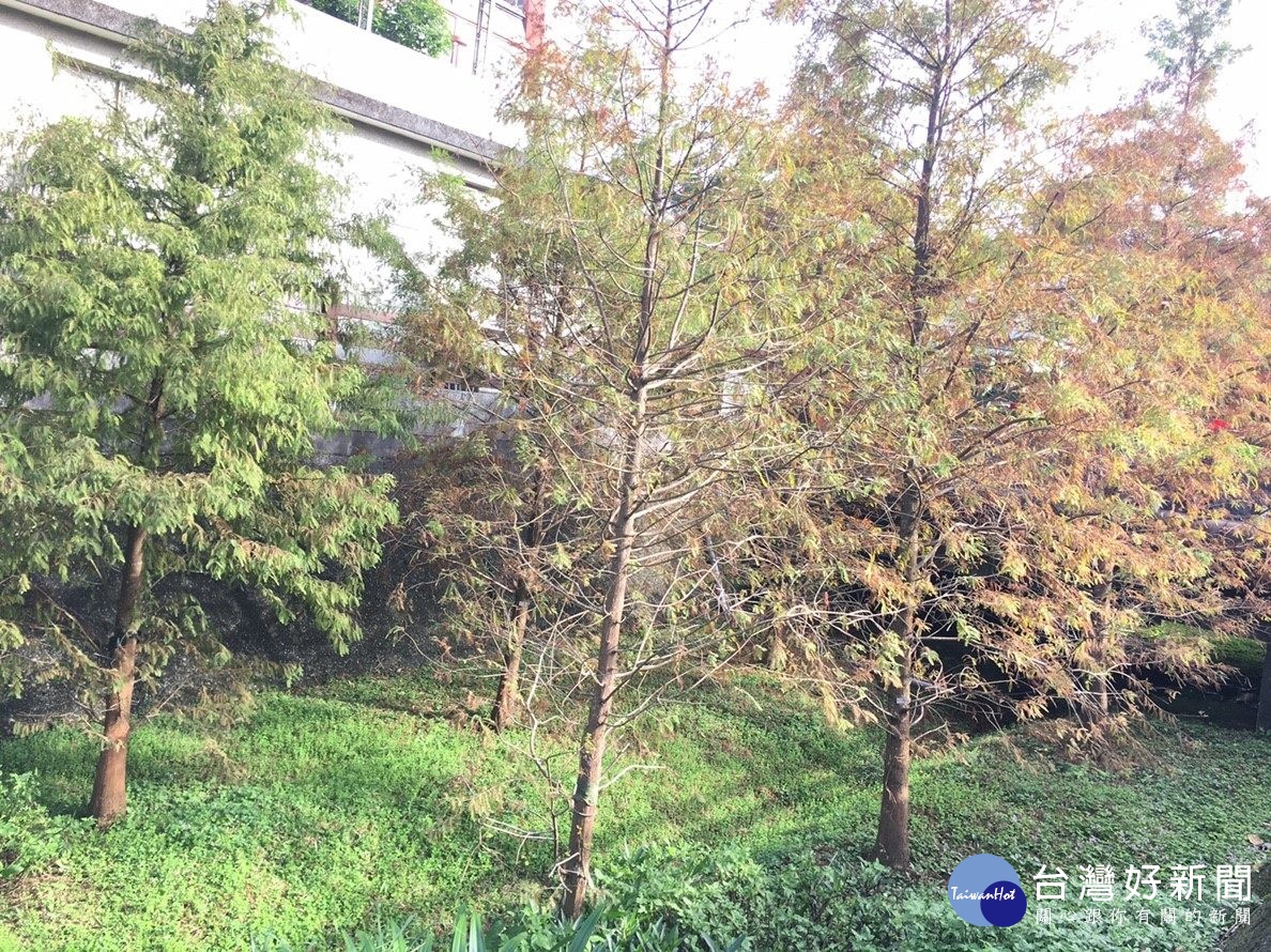 綠地落羽松迎著煦陽(圖/台北市公園處提供)