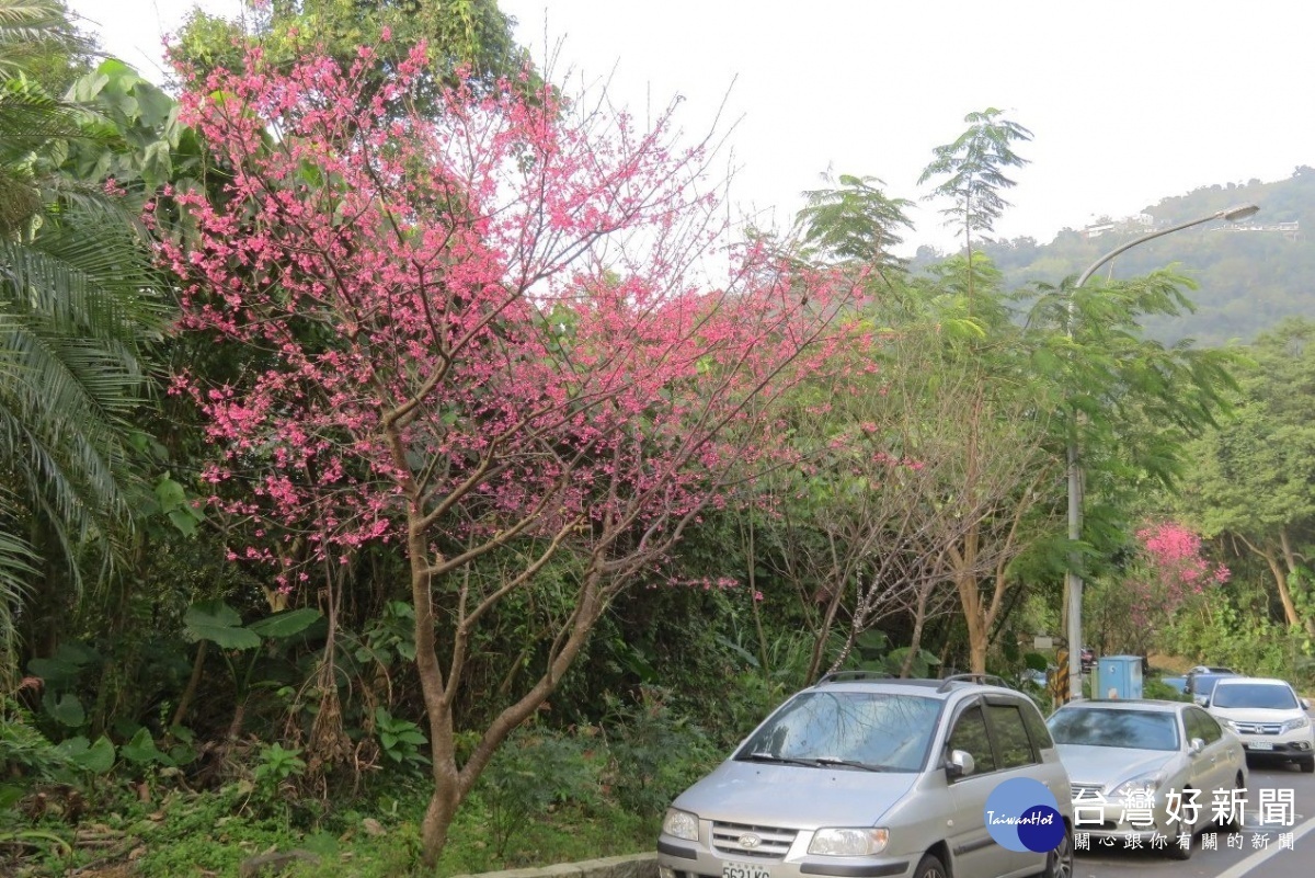 中社路2段近雙溪國小山櫻花(圖/台北市公園處提供)
