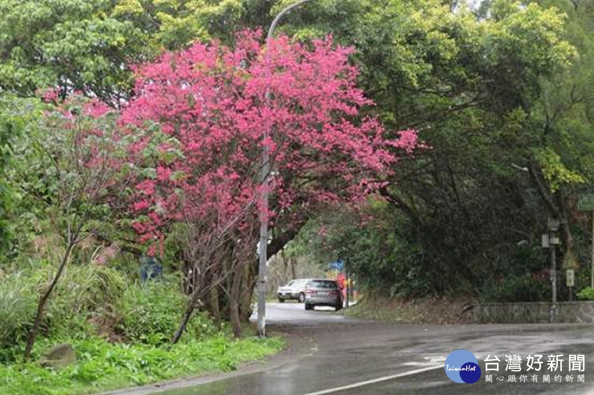 中社路2段翠山街口山櫻花(圖/台北市公園處提供)
