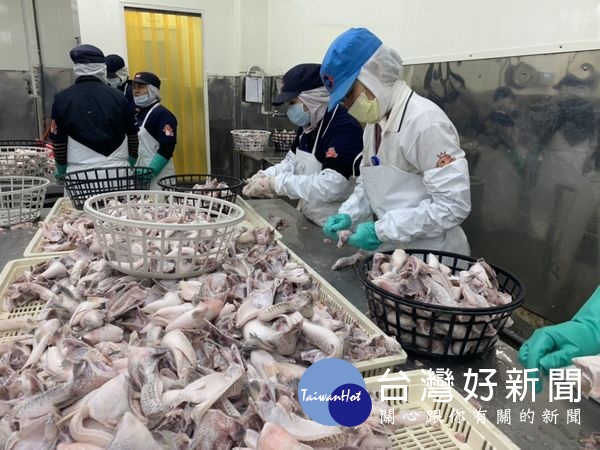 單親媽透過虎尾就業中心推介運用「缺工就業獎勵計劃」,擔任魚類產品處理作業員,現今穩定就業8個多月,每個月還有額外5仟到8仟的獎金。(記者陳昭宗拍攝)
