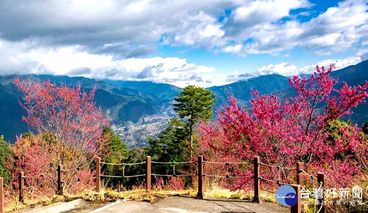 福壽山農場點點山櫻花已開滿枝頭，準備迎接追櫻族了。