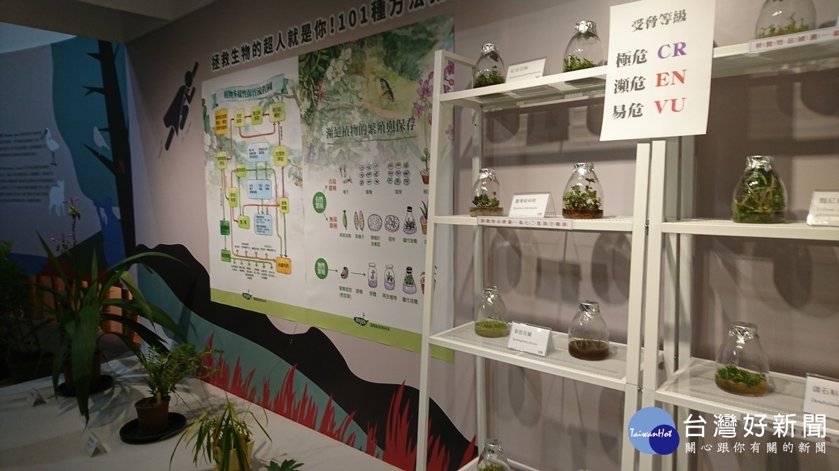 現場特別展示了特生中心為復育瀕危物種瀕危植物的保育繁殖瓶苗。〈記者吳素珍攝〉