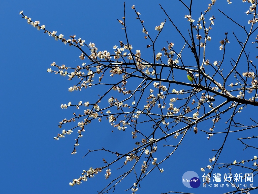 首圖