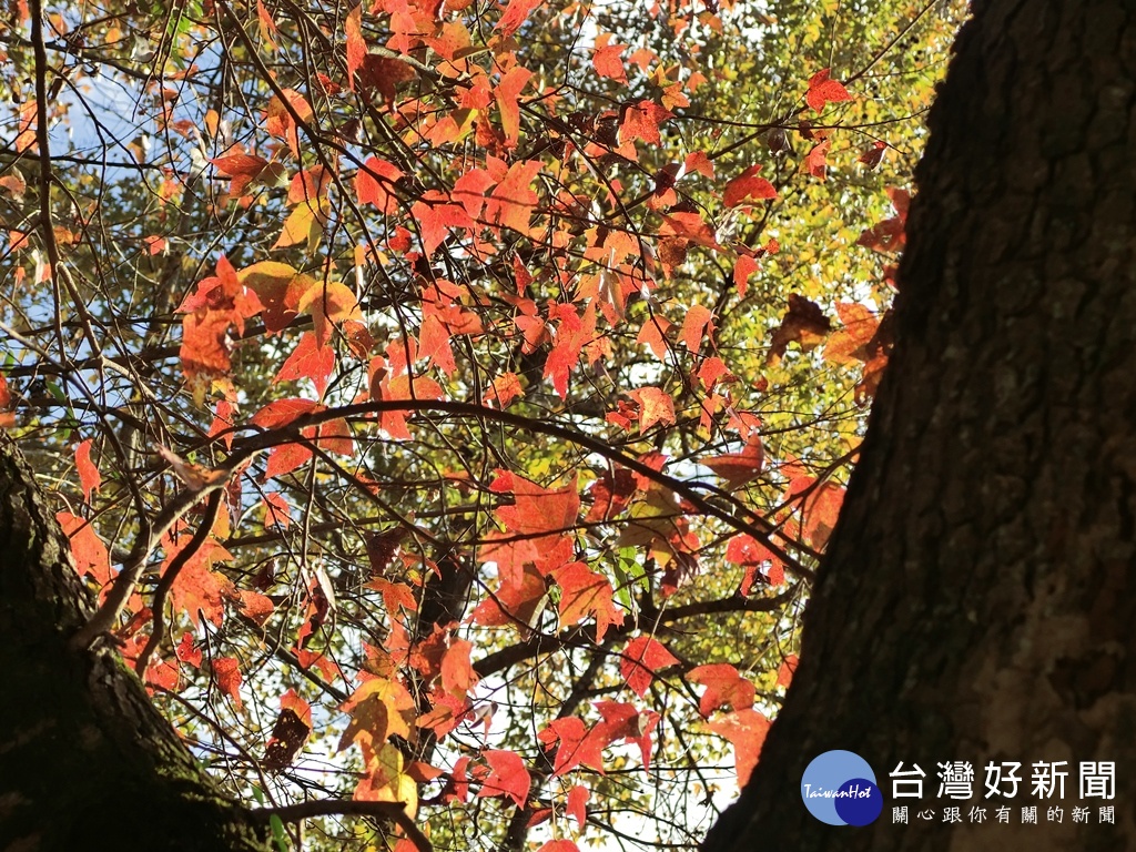 受到暖冬影響，今年農曆過年期間東勢林場還是可以看到楓紅景致。(圖/記者王丰和攝)