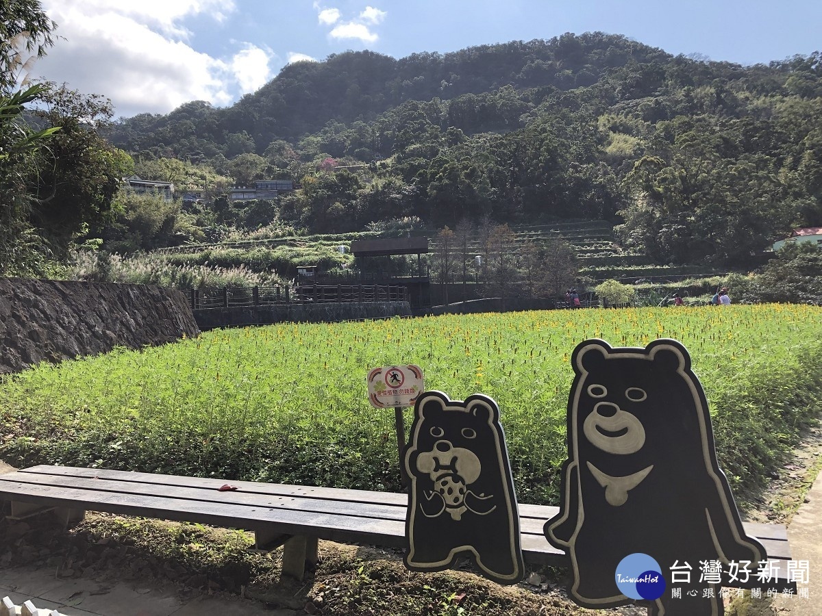 與野餐中的黑熊一同賞花